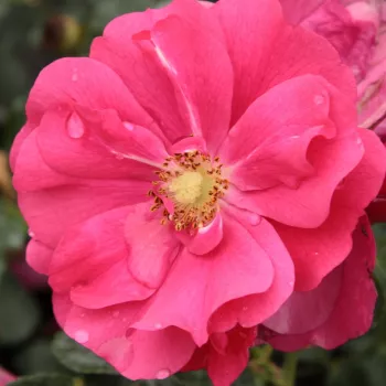 Online rózsa rendelés  - talajtakaró rózsa - rózsaszín - közepesen illatos rózsa - orgona aromájú - Vanity - (30-50 cm)
