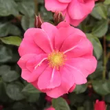 Roza - drevesne vrtnice - Rosa Vanity - Zmerno intenzivni vonj vrtnice
