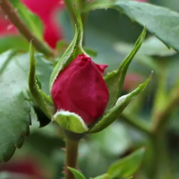 Rosa Vanity - roz - trandafiri pomisor - Trandafir copac cu trunchi înalt – cu flori mărunți
