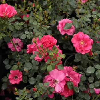 Tmavorůžová-cyklámenová - stromkové růže - Stromková růže s drobnými květy