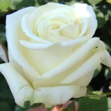 Fehér - teahibrid rózsa - Online rózsa vásárlás - Rosa Varo Iglo™ - közepesen illatos rózsa - pézsmás aromájú