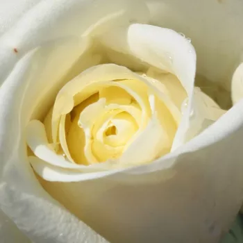 Rózsa kertészet - fehér - teahibrid rózsa - Varo Iglo™ - közepesen illatos rózsa - pézsmás aromájú - (100-150 cm)