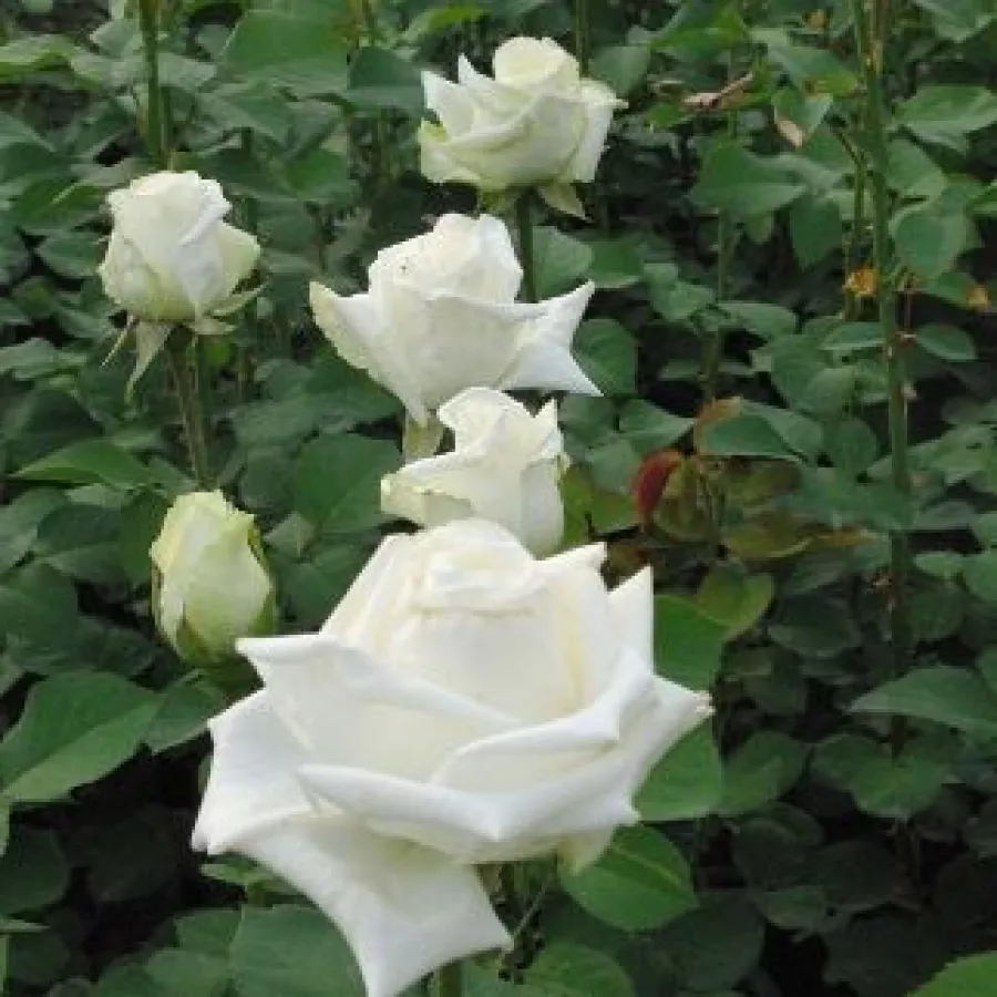 Biały - Róża - Varo Iglo™ - Szkółka Róż Rozaria