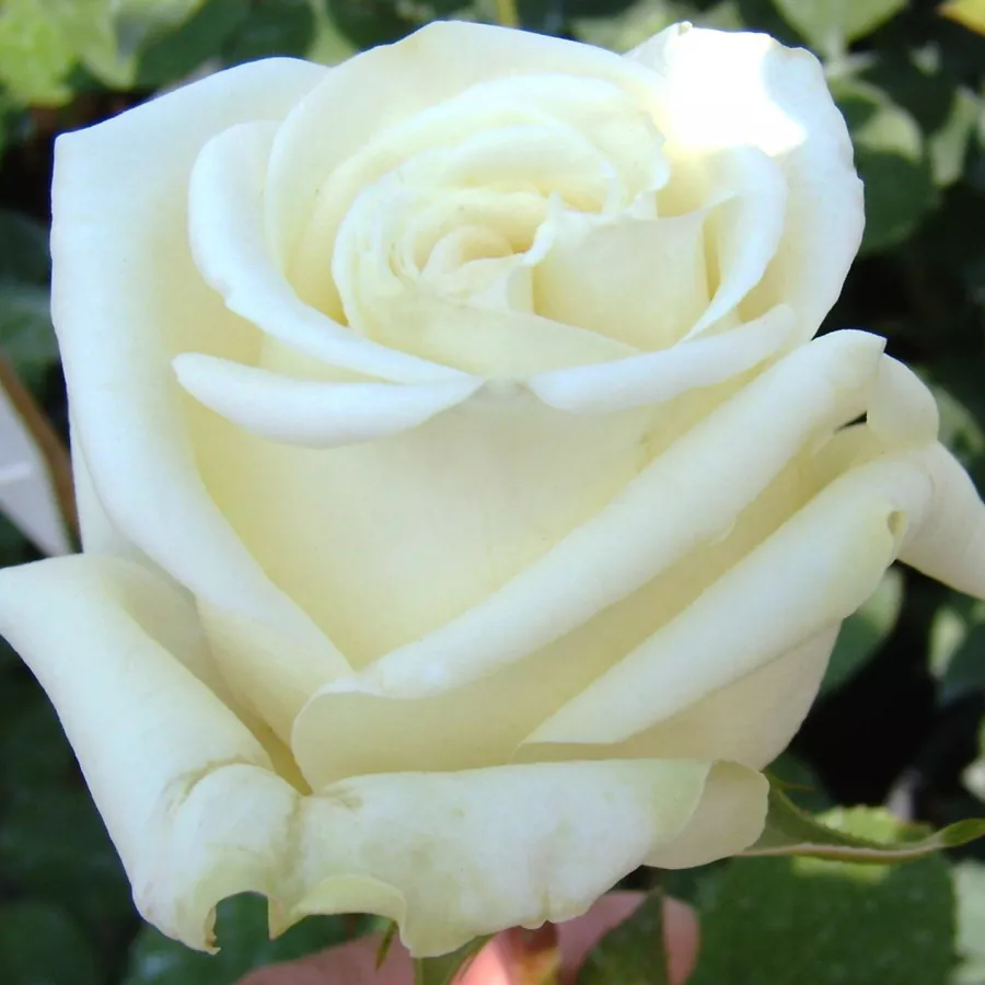 Bijela - Ruža - Varo Iglo™ - 