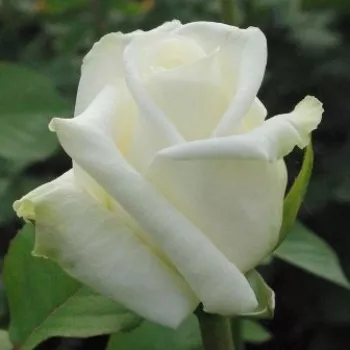 Rosa Varo Iglo™ - alb - trandafiri pomisor - Trandafir copac cu trunchi înalt – cu flori teahibrid