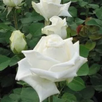 Alb - trandafiri pomisor - Trandafir copac cu trunchi înalt – cu flori teahibrid
