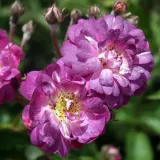 Lila - fehér - történelmi - rambler, futó - kúszó rózsa - Online rózsa vásárlás - Rosa Veilchenblau - diszkrét illatú rózsa - édes aromájú
