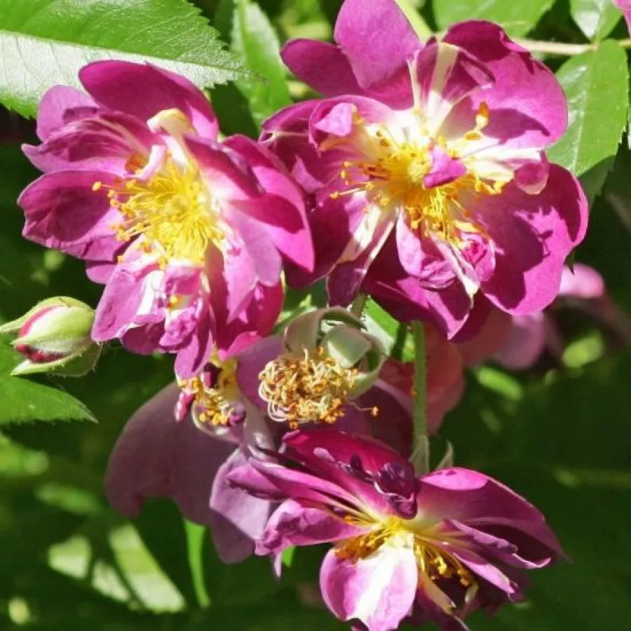 Purple - biały - Róża - Veilchenblau - Szkółka Róż Rozaria