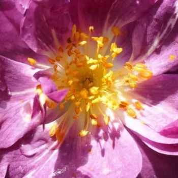 Róże ogrodowe - róże historyczne - róże pnące ramblery - purple - biały - róża z dyskretnym zapachem - Veilchenblau - (300-600 cm)