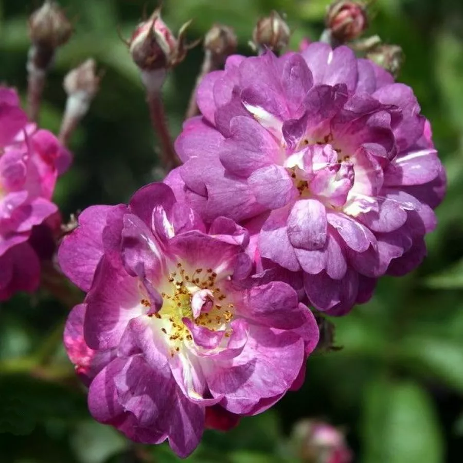 Viola - bianco - Rosa - Veilchenblau - 