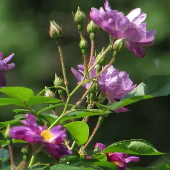 Rosa Veilchenblau - violet - alb - trandafiri pomisor - Trandafir copac cu trunchi înalt – cu flori mărunți