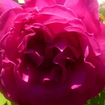 Online rózsa kertészet - rózsaszín - teahibrid rózsa - Velasquez® - intenzív illatú rózsa - fahéj aromájú - (90-120 cm)