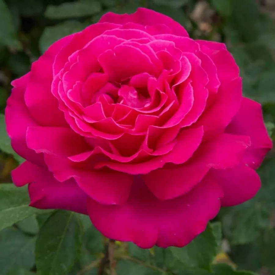Róża wielkokwiatowa - Hybrid Tea - Róża - Velasquez® - Szkółka Róż Rozaria