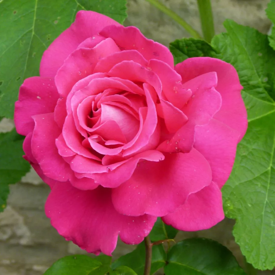 Różowy - Róża - Velasquez® - Szkółka Róż Rozaria