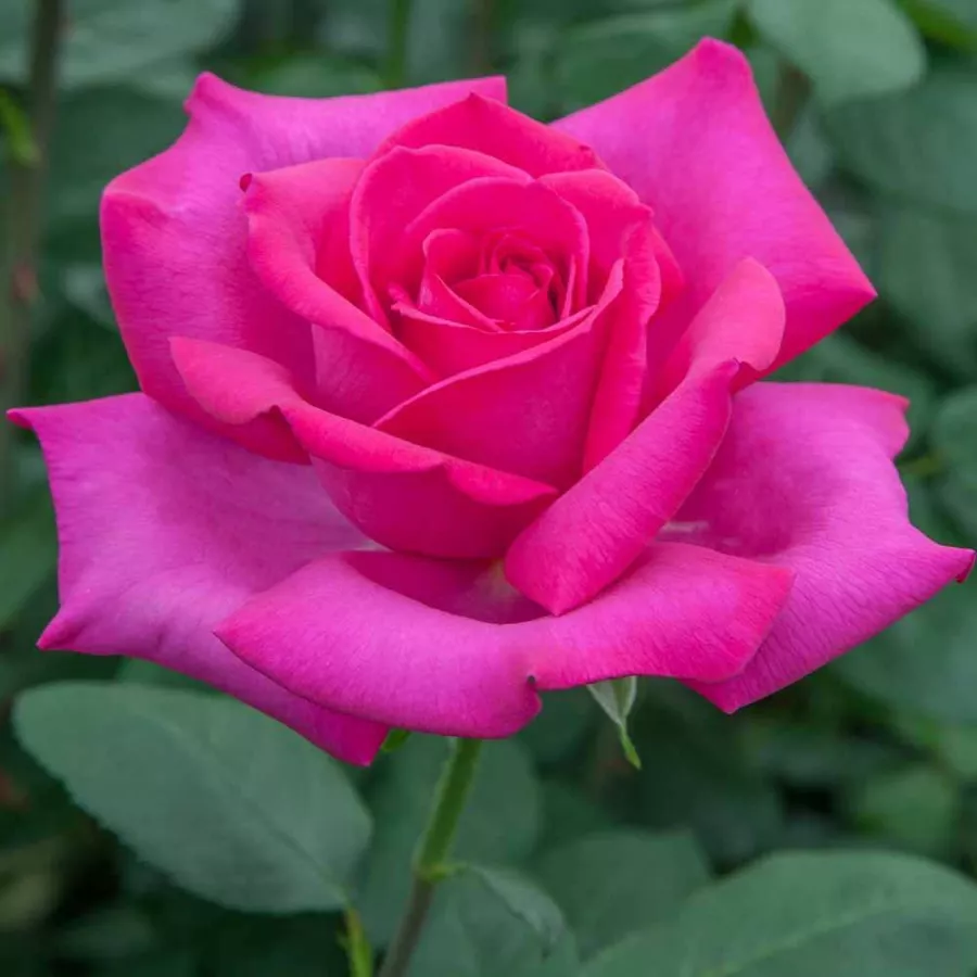árbol de rosas híbrido de té – rosal de pie alto - Rosa - Velasquez® - rosal de pie alto