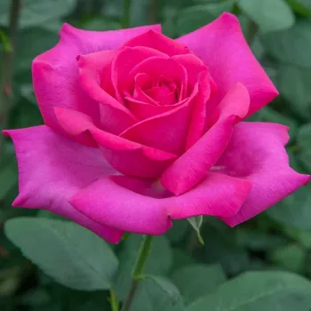 Rosa Velasquez® - roz - trandafiri pomisor - Trandafir copac cu trunchi înalt – cu flori teahibrid