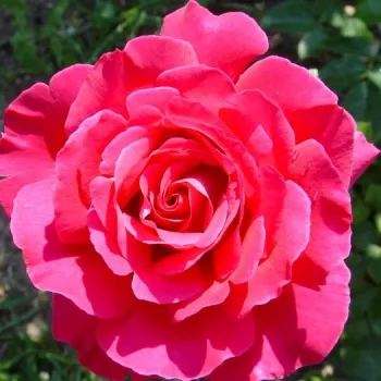 Magenta - teahibrid rózsa - intenzív illatú rózsa - fahéj aromájú