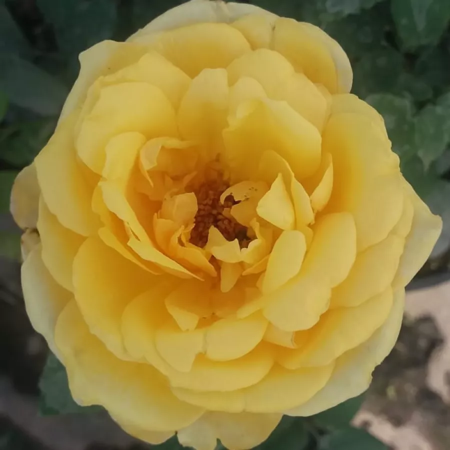 Rose Ibridi di Tea - Rosa - Venusic™ - Produzione e vendita on line di rose da giardino