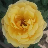 Vrtnica čajevka - rumena - Diskreten vonj vrtnice - Rosa Venusic™ - Na spletni nakup vrtnice