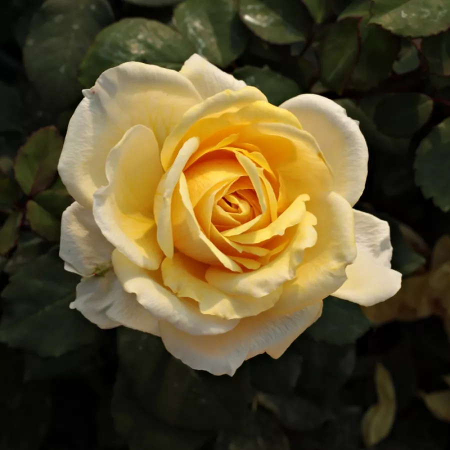 żółty - Róża - Venusic™ - Szkółka Róż Rozaria