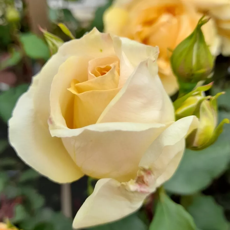 Róża z dyskretnym zapachem - Róża - Venusic™ - Szkółka Róż Rozaria