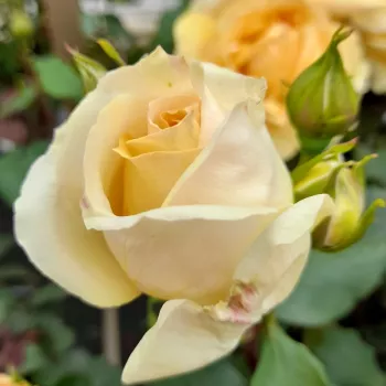 Rosa Venusic™ - žlutá - Čajohybridy