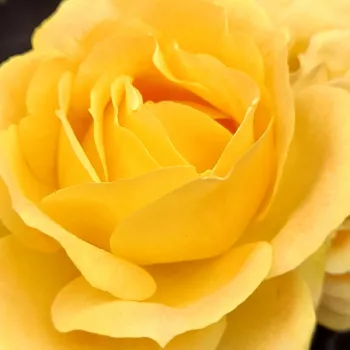 Online rózsa kertészet - teahibrid rózsa - sárga - diszkrét illatú rózsa - alma aromájú - Venusic™ - (50-150 cm)