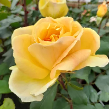 Rosa Venusic™ - amarillo - árbol de rosas híbrido de té – rosal de pie alto