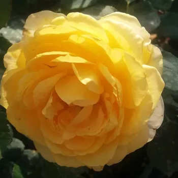 Sárga - magastörzsű rózsa - teahibrid virágú