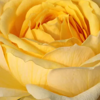 Pedir rosales - amarillo - árbol de rosas híbrido de té – rosal de pie alto - Venusic™ - rosa de fragancia discreta - manzana