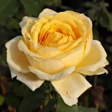 Sárga - diszkrét illatú rózsa - alma aromájú - Online rózsa vásárlás - Rosa Venusic™ - teahibrid rózsa