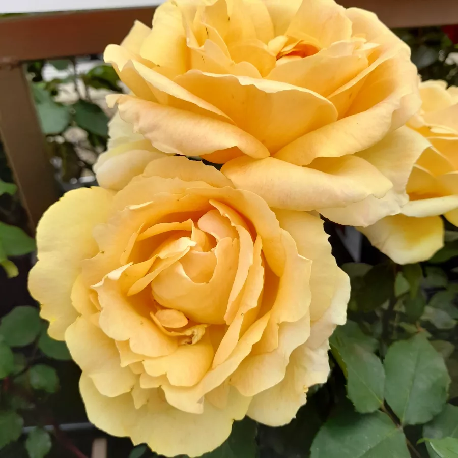 Trandafiri hibrizi Tea - Trandafiri - Venusic™ - comanda trandafiri online
