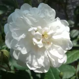 Fehér - virágágyi floribunda rózsa - Online rózsa vásárlás - Rosa Ausram - diszkrét illatú rózsa - mangó aromájú