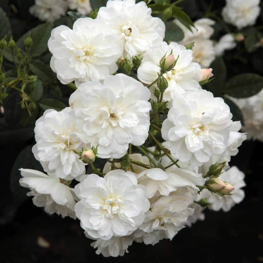 Biały - Róża - Ausram - Szkółka Róż Rozaria