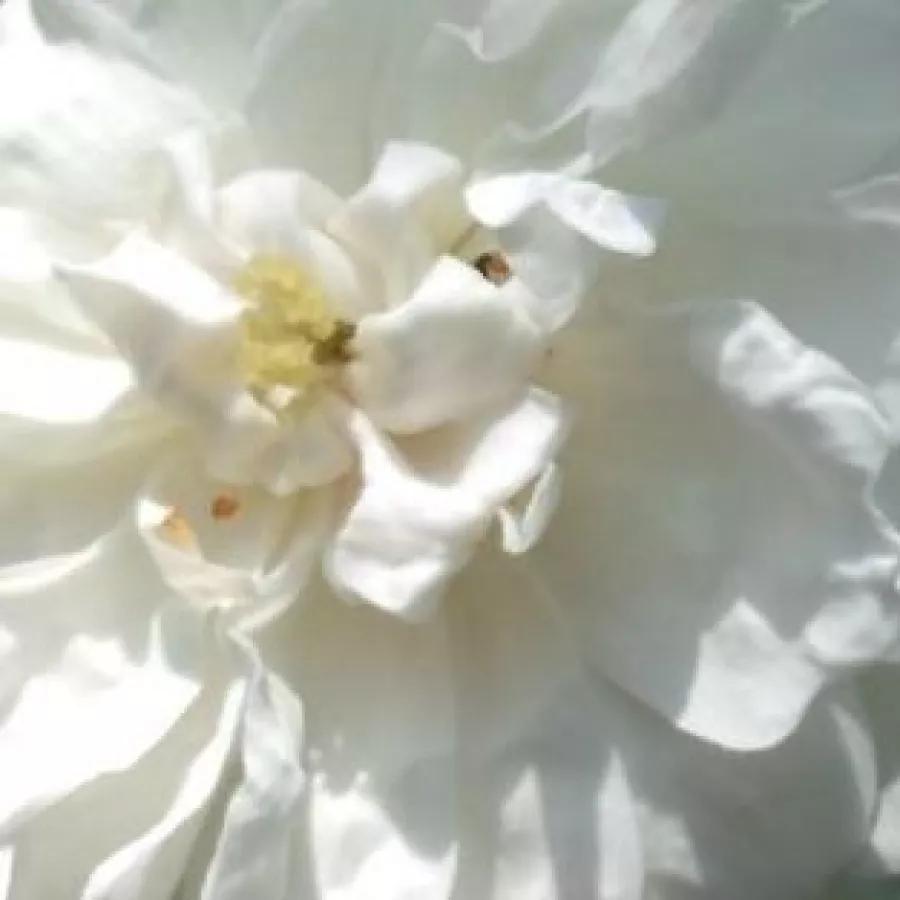 Floribunda, Shrub - Ruža - Ausram - Narudžba ruža