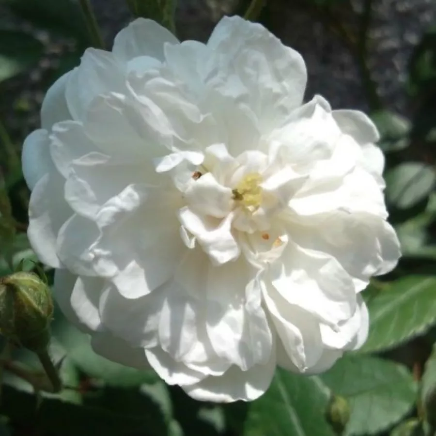 Bílá - Růže - Ausram - 