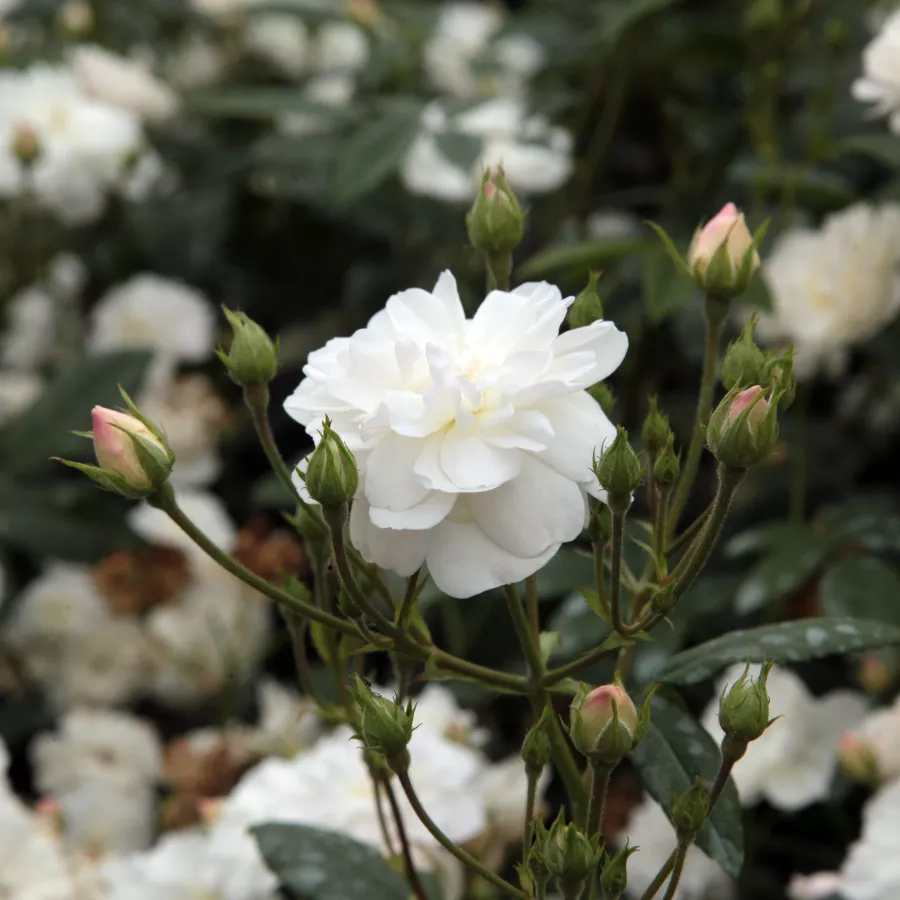 Stromčekové ruže - Stromková ruža s drobnými kvetmi - Ruža - Ausram - 