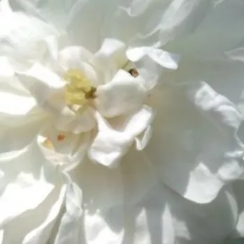 Rosa Ausram - rosa de fragancia discreta - Árbol de Rosas Miniatura - rosal de pie alto - blanco - David Austin- forma de corona tupida - Rosal de árbol con flores pequeñas que florecen abundantemente.