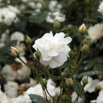 Rosa Ausram - alb - trandafiri pomisor - Trandafir copac cu trunchi înalt – cu flori mărunți