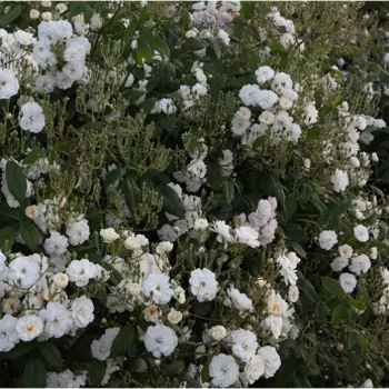 Fehér - virágágyi floribunda rózsa - diszkrét illatú rózsa - mangó aromájú