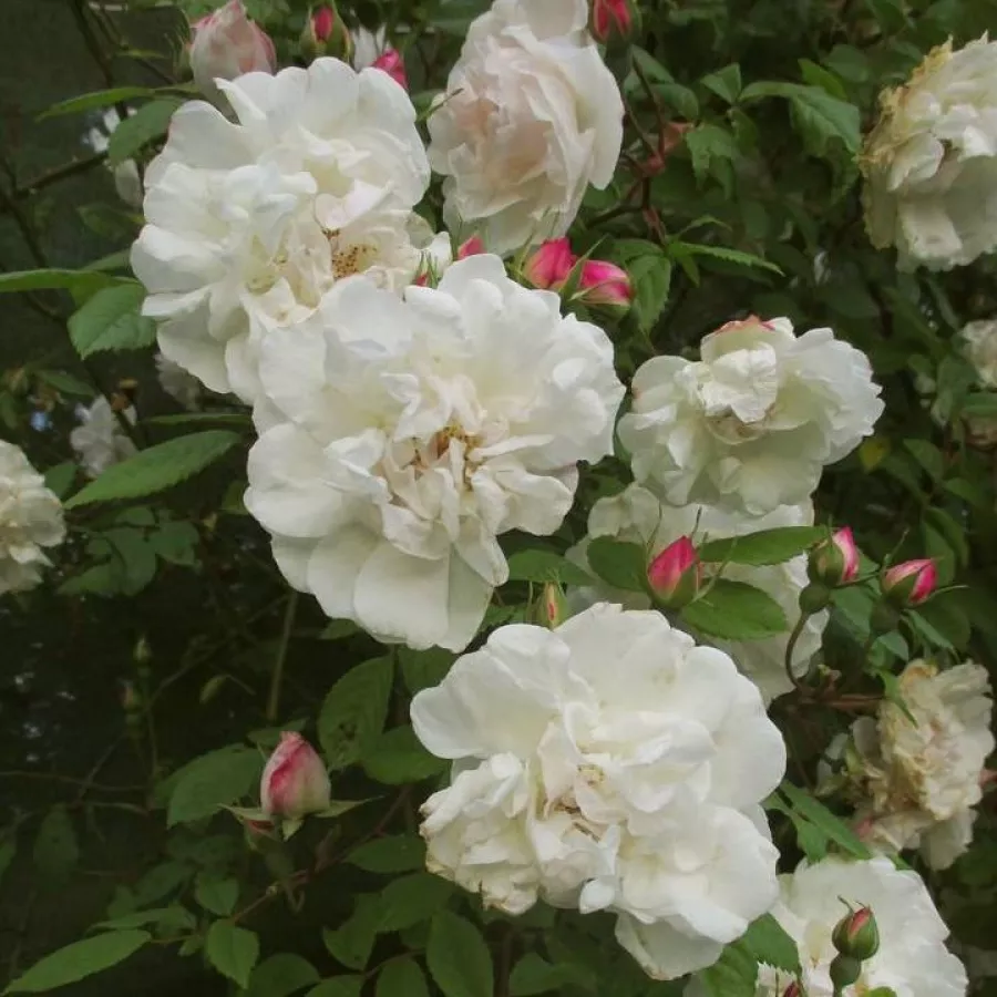 Biely - Ruža - Venusta Pendula - Ruže - online - koupit