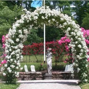 Biały kolor z zabarwieniem różowym - róże historyczne - róże pnące ramblery   (300-600 cm)