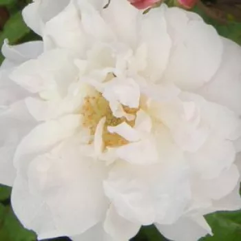 Online rózsa kertészet - történelmi - rambler, futó - kúszó rózsa - fehér - diszkrét illatú rózsa - fűszer aromájú - Venusta Pendula - (300-600 cm)