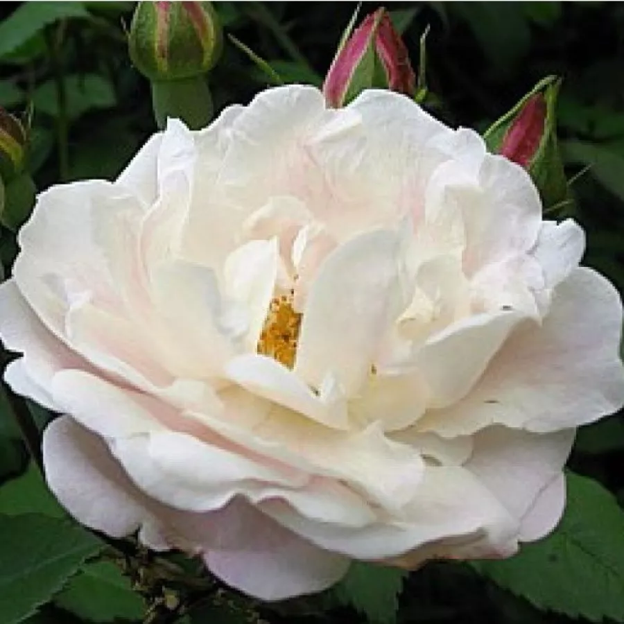 Biały - Róża - Venusta Pendula - 