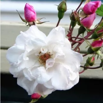 Rosa Venusta Pendula - bijela - ruže stablašice -