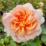 Rózsaszín - nosztalgia rózsa - Online rózsa vásárlás - Rosa Versigny™ - diszkrét illatú rózsa - centifólia aromájú