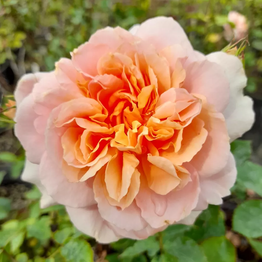 Nostalgična vrtnica - Roza - Versigny™ - Na spletni nakup vrtnice