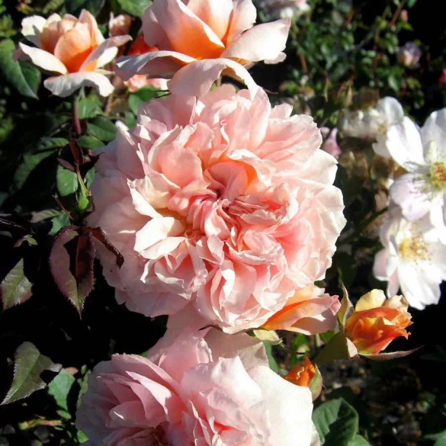 Różowy - Róża - Versigny™ - Szkółka Róż Rozaria