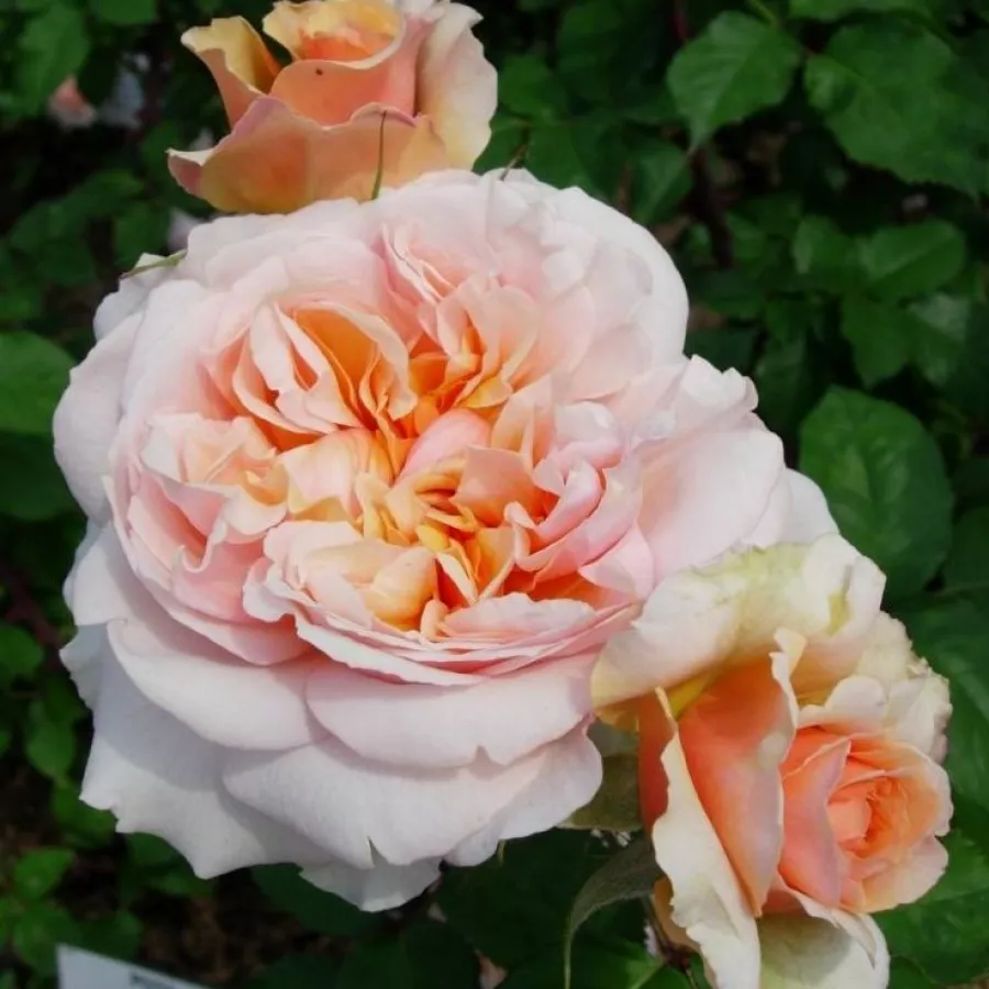 Trandafiri pomisor - Trandafir copac cu trunchi înalt – cu flori în buchet - Trandafiri - Versigny™ - 