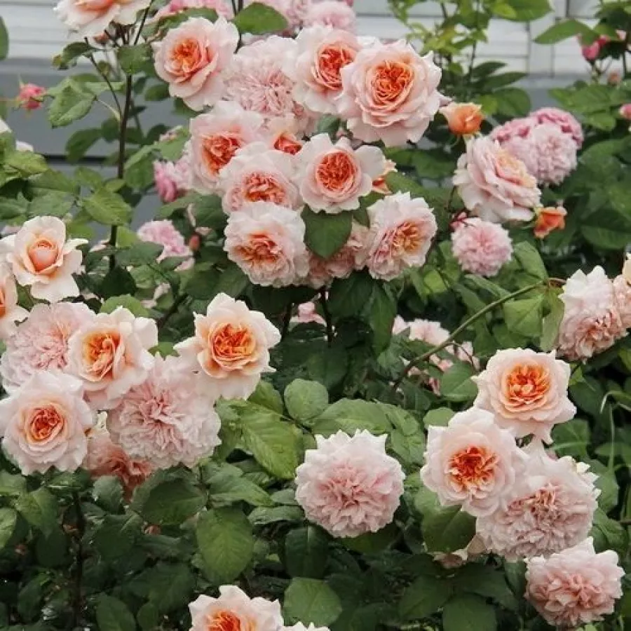 120-150 cm - Rosa - Versigny™ - rosal de pie alto